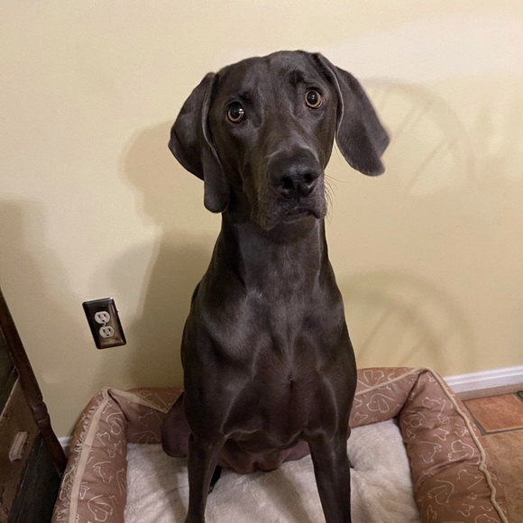 Meet your Posher, Joe - Picture 1 of 1